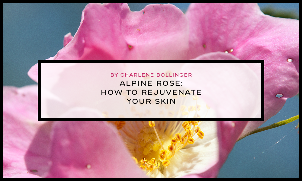 alpine rose